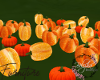 Pumpkin Season Lovers