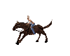 Z ~ Horse Ride