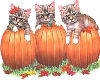 Halloween Kittens