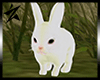 Rabbit cute animated