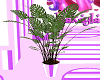 Purple Stripe Plant
