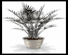 FASHION SHOW PLANT