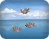 Skydive free fall
