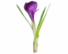 Spring Flowers