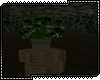E| Forest Rose Crates