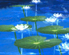 Flowering Lily Pads