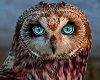 you tube player owl