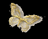 goldenbutterfly