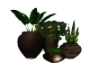 Brown Potted Plants