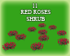 (IKY2) 11 RED ROSE SHRUB