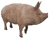 Pet Pig