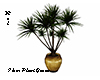Floor Plant Yucca