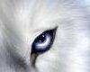 white wolf's eye