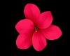 Orange hair flower