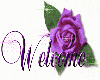 Purple Welcome Rose