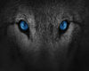 Blue Wolf  Eyes Pic
