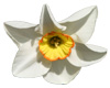 White and Orange Daffodi