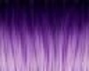purple shoxyi
