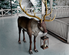 [DRV] Christmas Deer