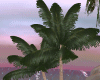 Duo Palm Tree