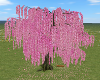 CCP Pink Willow