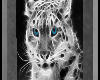 [SD] Snow Leopard