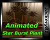 StarBurst Plant Animated