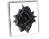 L:: Black Rose