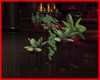 Amore Plants