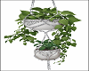 Hanging Potted Plants