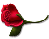 Left Rose