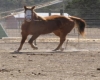 Horse on Lunge Line
