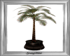 Wilde Palm Tree