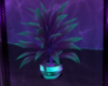 Neon Nights Plant