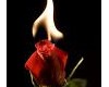 flaming rose