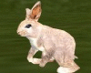 Cute Bunny-Animated