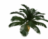 Love Palm Plant