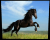 Black Horse Picture