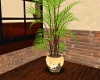 House Plant VI