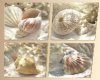 shell pictures 4