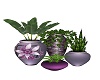 CLINIC GROUP PLANTS