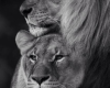 Lion ' Cutout