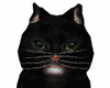 Black Cat PET