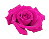 Pink Rose - RUG