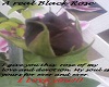A BlackRose  with Love