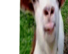 Kbras