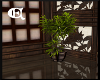 [EC] Bonsai Plant