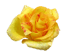 Yellow Rose Particles