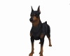Doberman 2 Anim