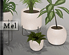 Mel*Home Plants